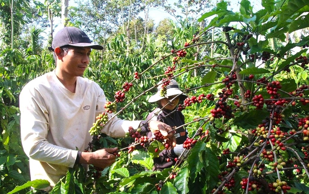 Anh Y Thih Ksơr ở buôn Ea Bhốk, xã Dray Bhăng (Đắk Lắk) thu hoạch cà phê niên vụ 2025 - 2026.