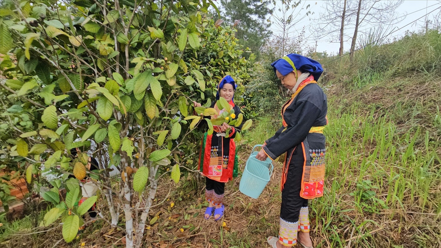1)	Chị Hà (bên trái) cùng bà con vùng cao thu hoạch trà hoa vàng