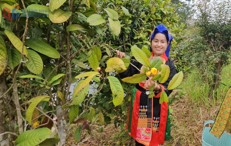 Chị Nguyễn Thuý Hà phấn khởi bên một cây trà hoa vàng cho năng suất cao ngay từ vụ đầu tiên.