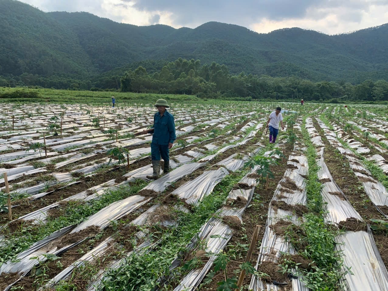 Sản phẩm “Trà hoa đu đủ đực - xạ đen - tía tô” đạt OCOP 3 sao được tham gia trưng bày tại gian hàng nông sản địa phương.