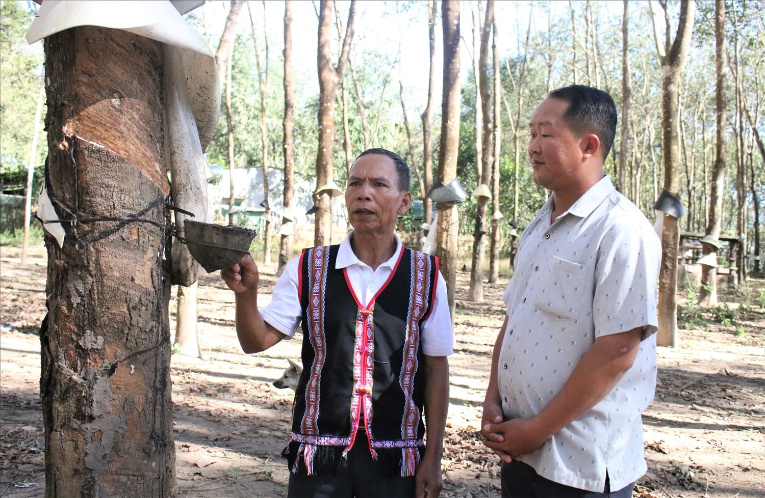 Ông A Giáo (áo thổ cẩm), già làng, Người có uy tín thôn Đăk Tăng là người tiên phong chuyển đổi diện tích đất trồng sắn sang trồng cây cao su. (Ảnh: Ngọc Chí)