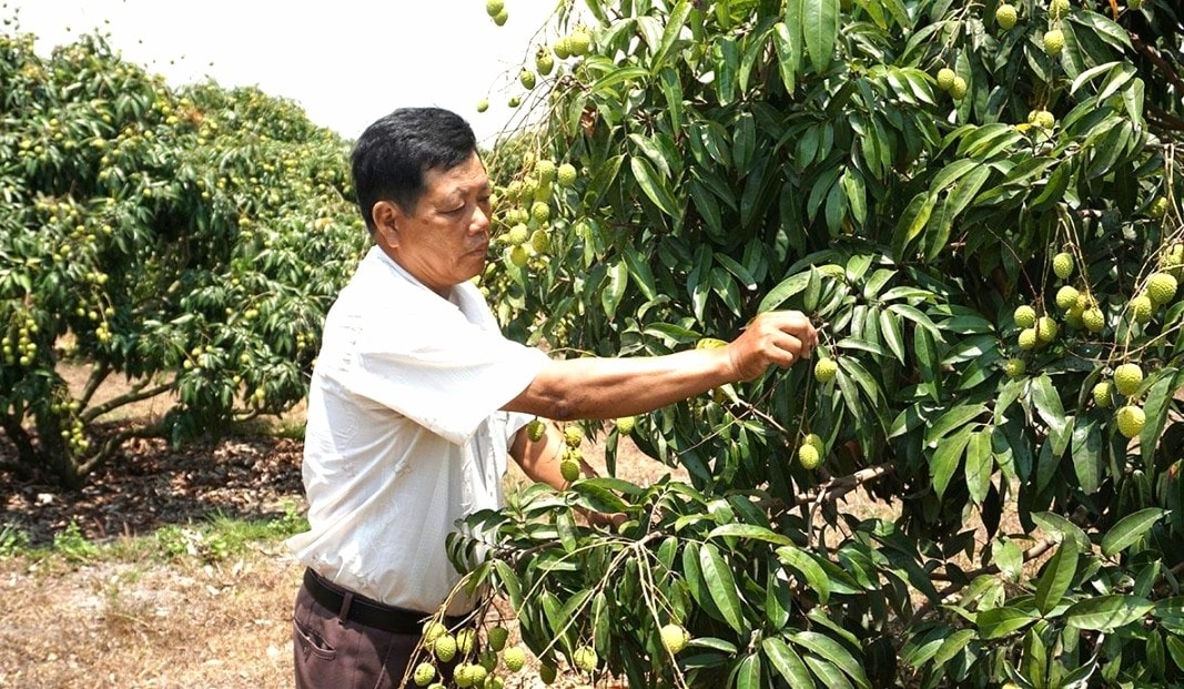 Mô hình trồng vải u hồng của gia đình ông Bùi Trọng Quát ở thôn 10, xã Hòa Sơn.