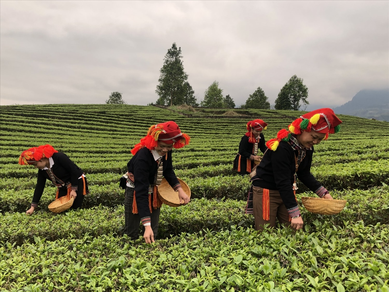 Tỉnh Lào Cai ban hành nhiều chính sách hỗ trợ sản xuất nông nghiệp, trong đó có cây chè (ảnh Trọng Bảo)