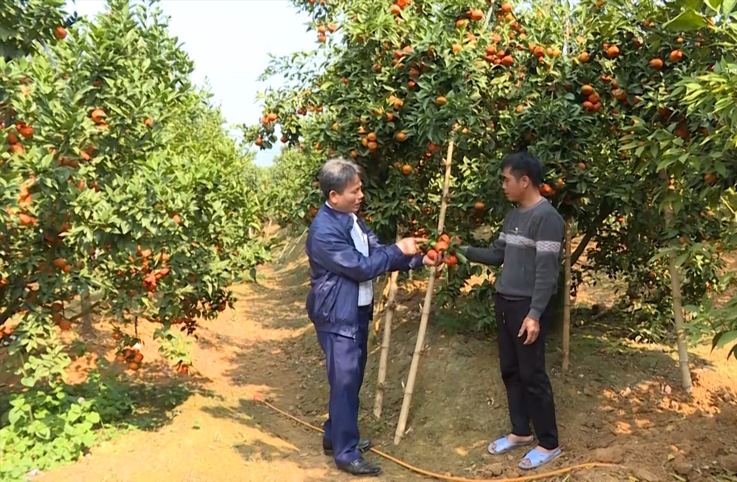 Nhờ vay vốn chính sách, nhiều hộ dân ở vùng cao đã phát triển kinh tế và vươn lên thoát nghèo