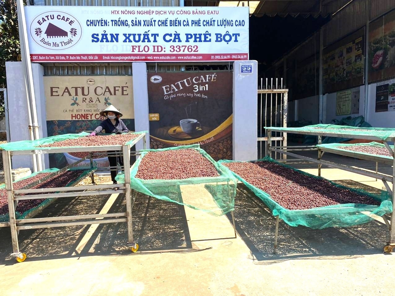 Sau khi thu hoạch, cà phê được các xã viên thực hiện phơi trên dàn để đảm bảo vệ sinh, chất lượng.