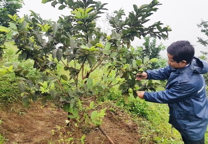 Nhờ nguồn vốn vay của NHCSXH Sơn Tây, nhiều hộ dân ở xã Sơn Liên có điều kiện đầu tư trồng cây ăn quả. Nhờ nguồn vốn vay của NHCSXH Sơn Tây, nhiều hộ dân trên địa bàn có điều kiện đầu tư trồng cây ăn quả.