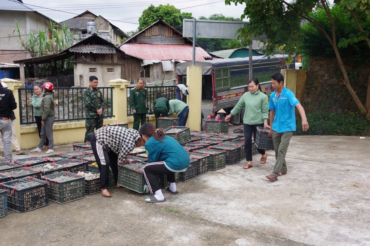 Người dân xã Si Pa Phìn tỉnh Điện Biên được hỗ trợ khoai tây giống