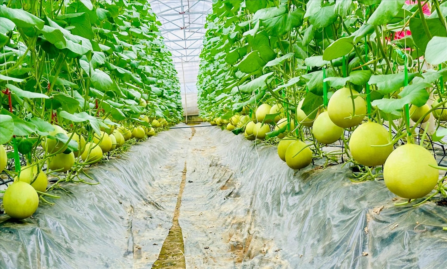 Sản phẩm dưa lưới chất lượng cao ở Trang trại Đồi Chồi, xã Đô Lương