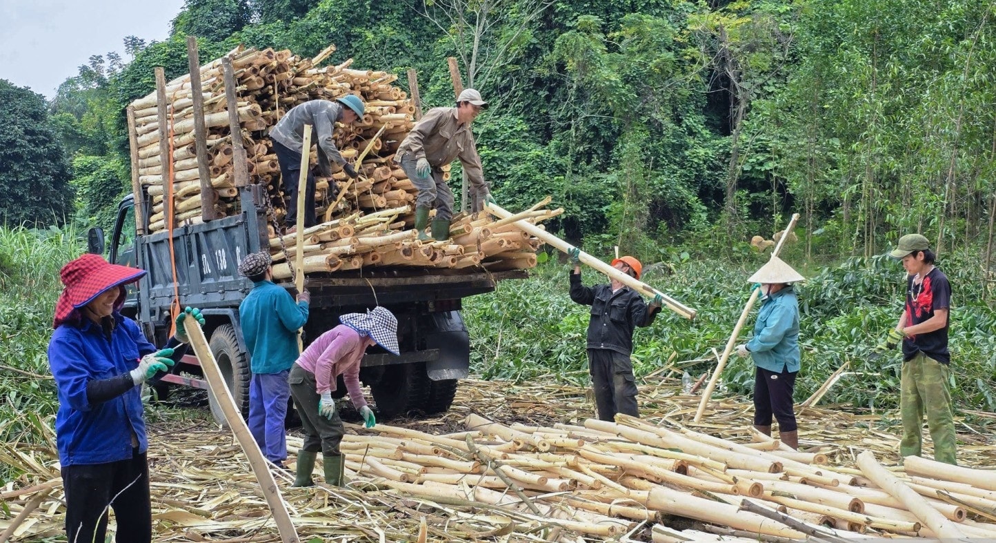 Việc phát triển ứng dụng công nghệ cao vào chế biến đang khiến cho lĩnh vực lâm nghiệp có thêm nhiều cơ hội vươn mình
