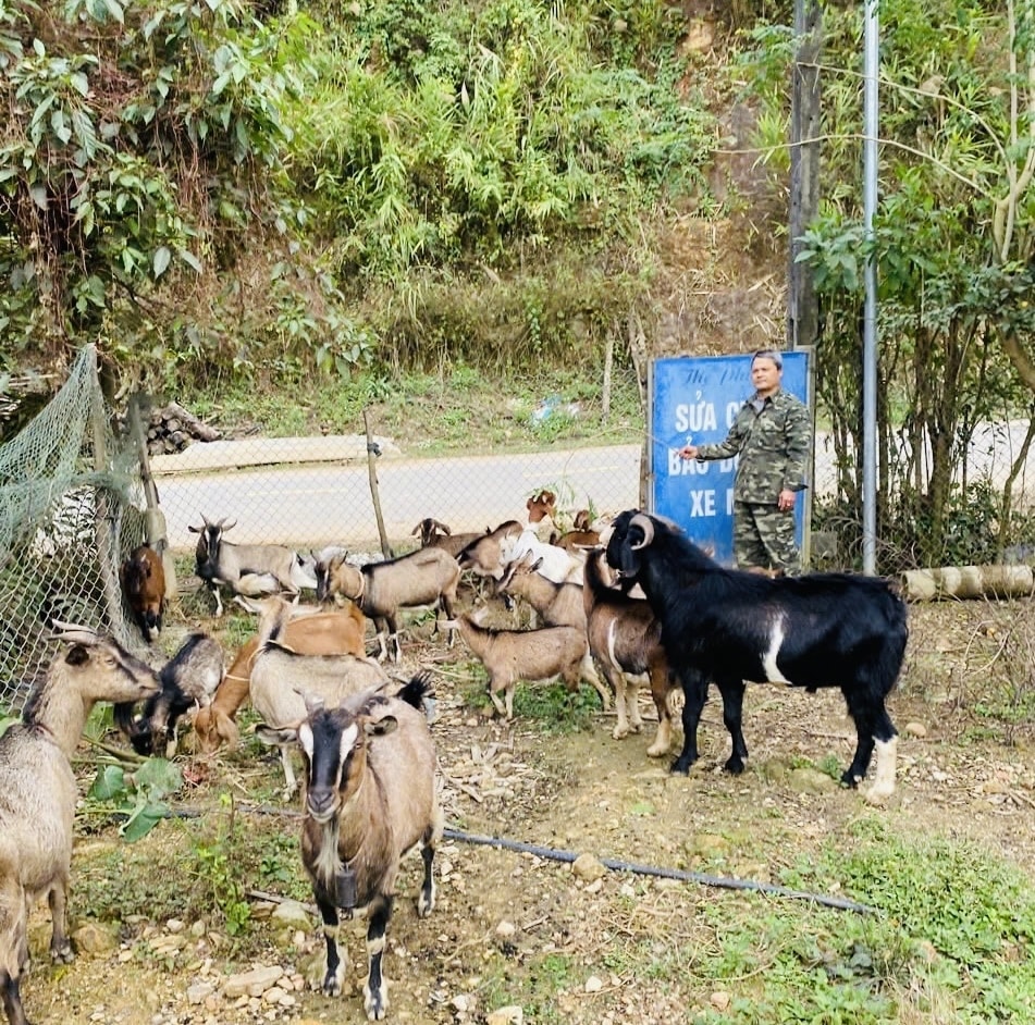 Mô hình chăn nuôi dê mang lại thu nhập khá cho gia đình ông Hoàng Văn Phùng 