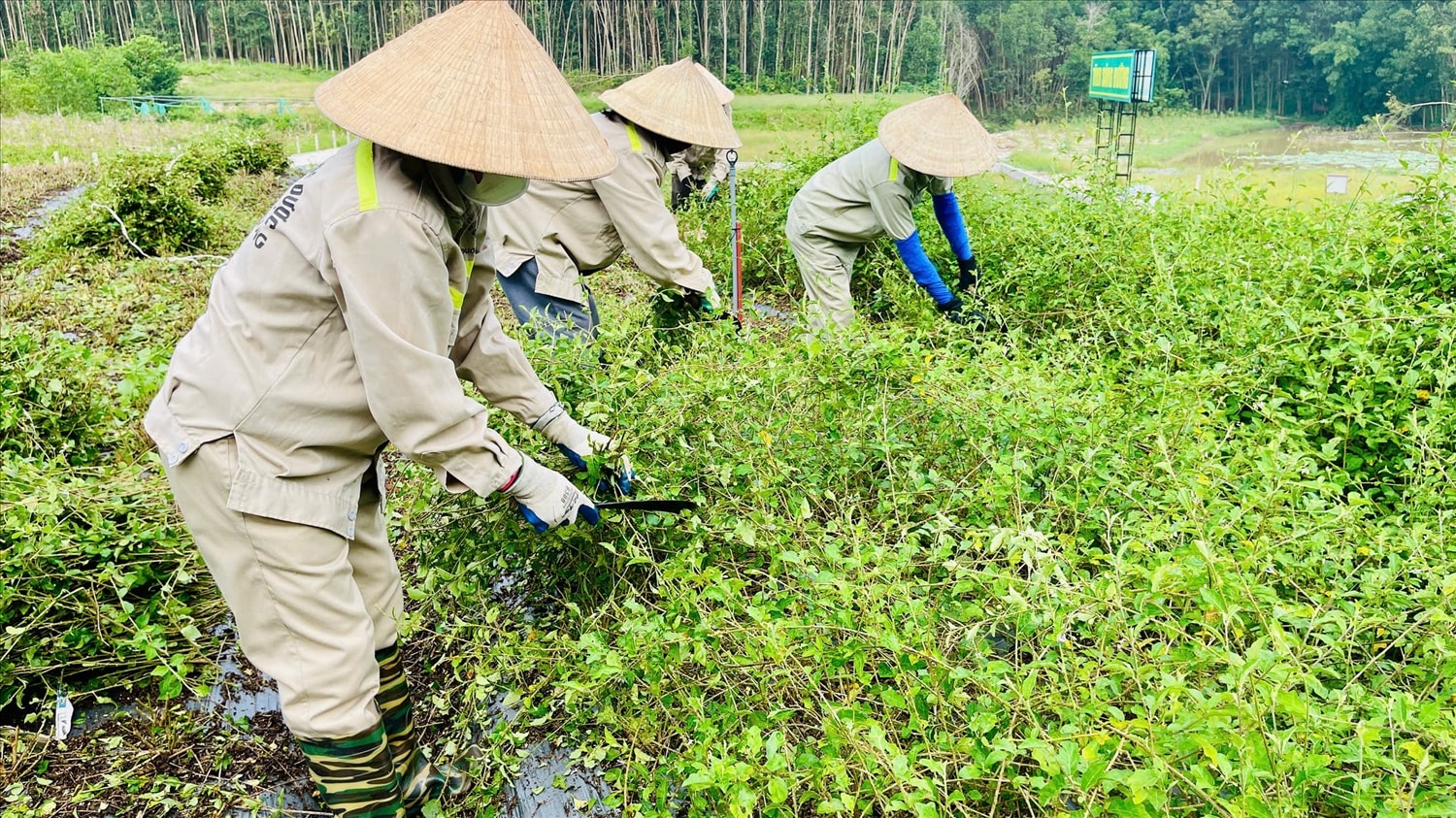 Thành viên HTX đang thu hoạch cà gai leo