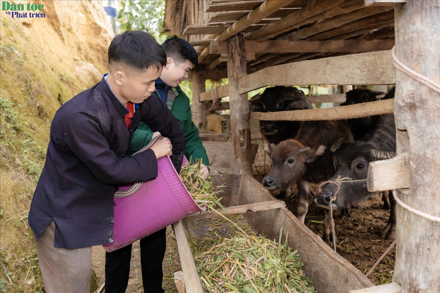 Đàn trâu của gia đình anh Lù Seo Tỉn, thôn Pố Lồ Đàn trâu của gia đình anh Lù Seo Tỉn, thôn Pố Lồ