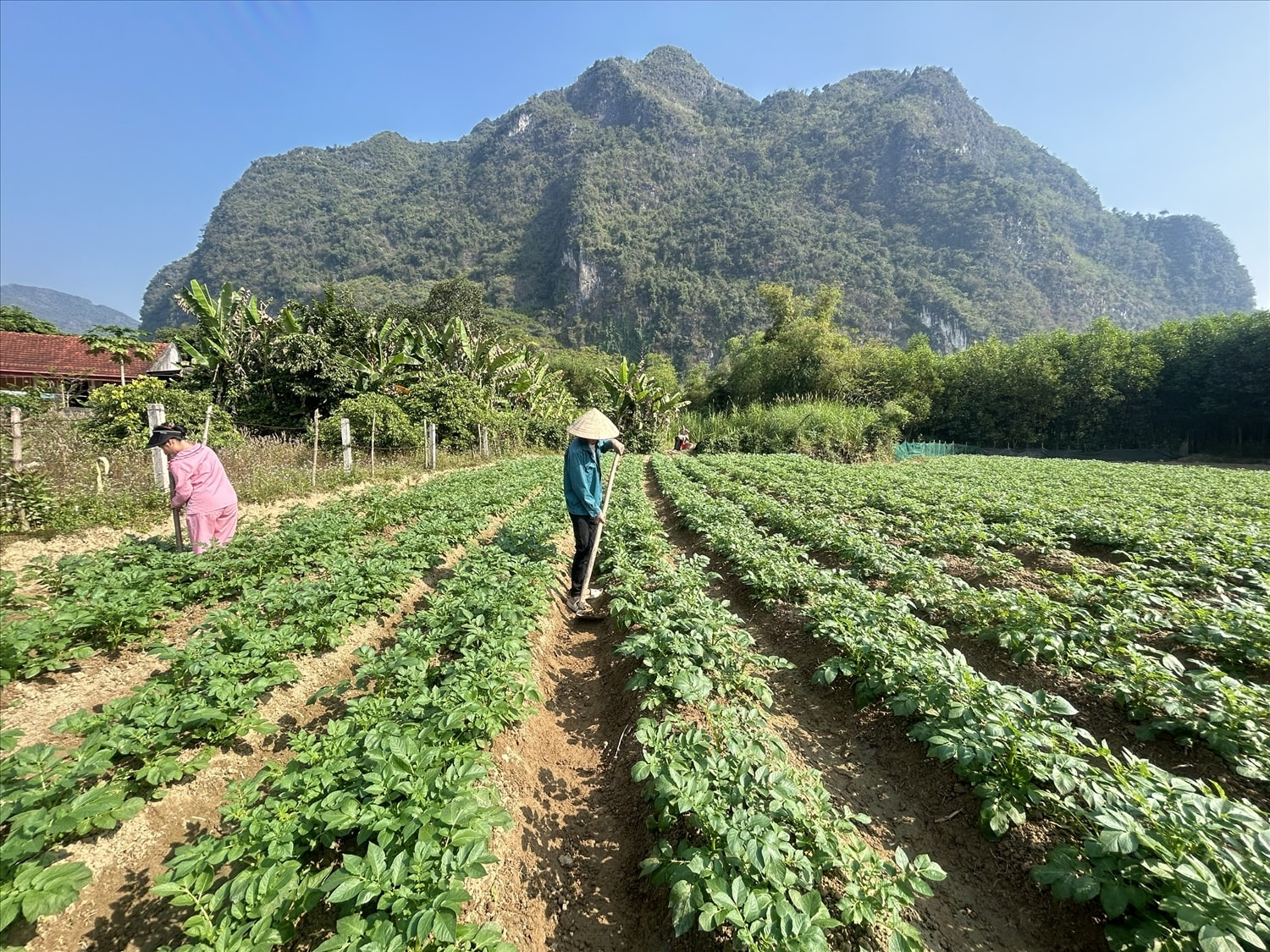 Vườn khoai tây của gia đình anh Hoàng Văn Hiếu, thôn Đồng La, xã Yên Bình hứa hẹn sẽ mang lại thu nhập khoảng 10-12 triệu đồng/sào Vườn khoai tây của gia đình anh Hoàng Văn Hiếu, thôn Đồng La, xã Yên Bình hứa hẹn sẽ mang lại thu nhập khoảng 10-12 triệu đồng/sào