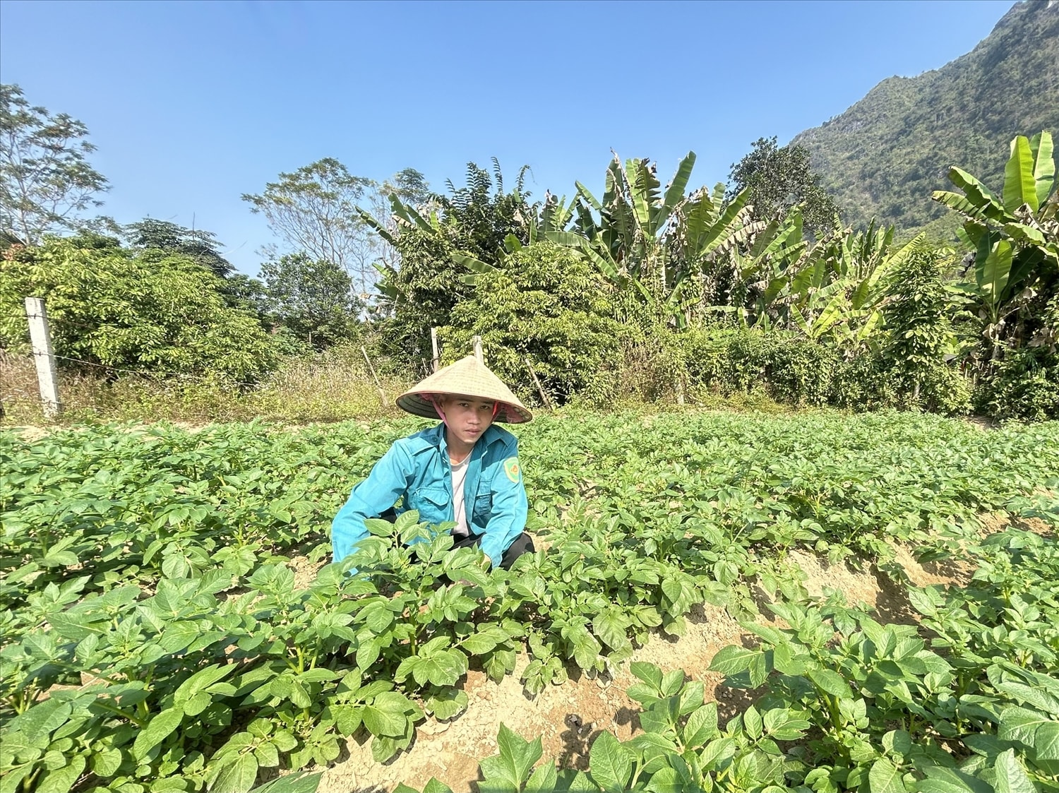 Theo anh Hoàng Văn Hiếu, khoai tây là loại cây chăm sóc đơn giản, kỹ thuật không quá phức tạp, thời gian sinh trưởng ngắn nhưng cho năng suất cao Sau hơn 4 năm triển khai Chương trình MTQG giảm nghèo bền vững giai đoạn 2021–2025, diện mạo kinh tế – xã hội của xã Yên Bình đã có nhiều khởi sắc.