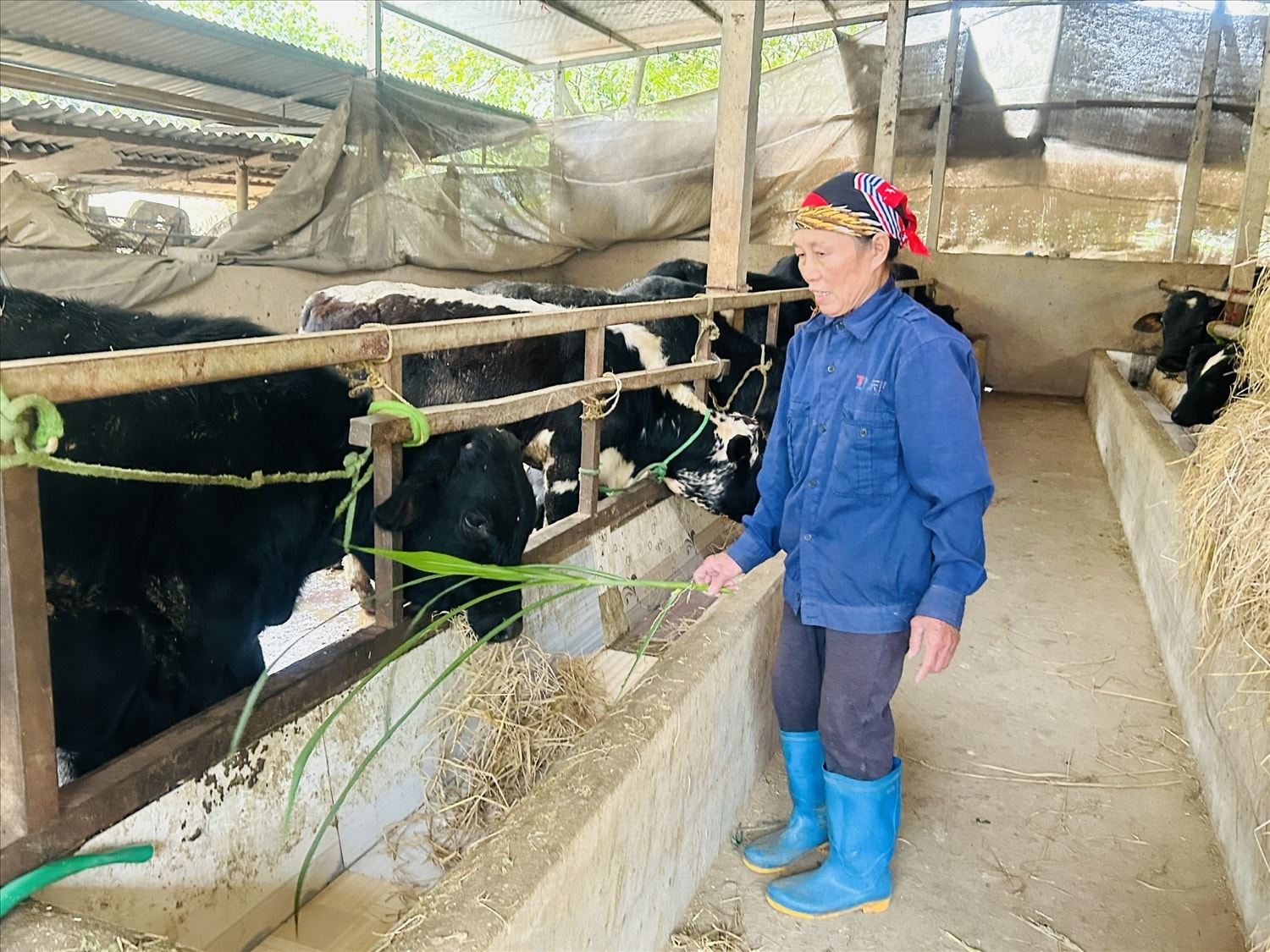 Mô hình chăn nuôi bò của gia đình bà Nguyễn Thị Sương, thôn Kép 3, xã Yên Bình mang lại thu nhập khá cho gia đình Mô hình chăn nuôi bò của gia đình bà Nguyễn Thị Sương, thôn Kép 3, xã Yên Bình mang lại thu nhập khá cho gia đình