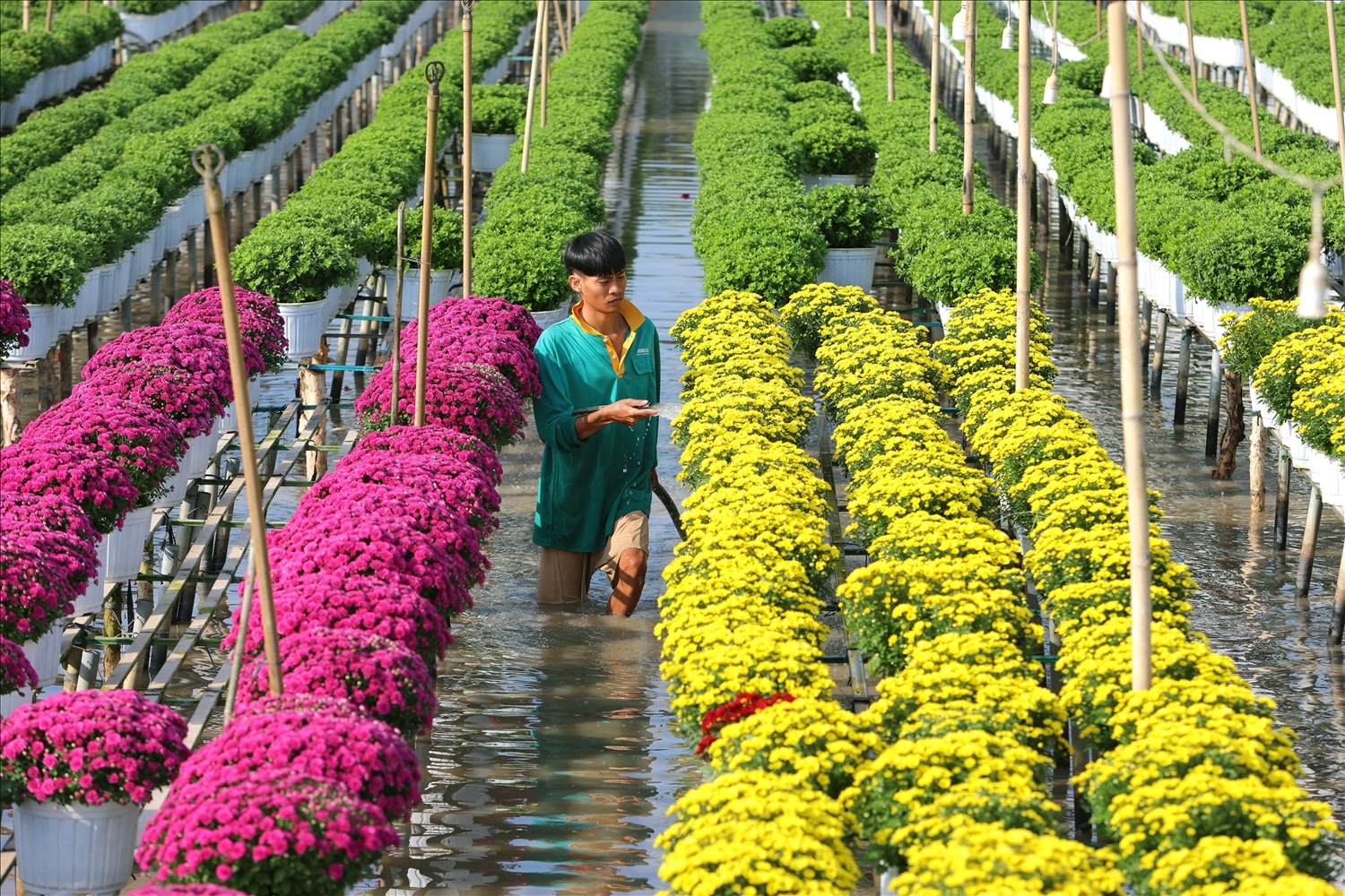 Ông Nguyễn Văn Tâm, Chủ tịch UBND phường Sa Đéc, địa phương hiện có gần 950 ha trồng hoa kiểng, trong đó khoảng 740 ha chuyên trồng hoa, kiểng công trình và cây nội thất. Làng hoa Sa Đéc quy tụ hơn 4.000 hộ sản xuất, với khoảng 2.000 chủng loại, nổi bật như cúc mâm xôi, cúc tiger, cúc đồng tiền, hướng dương, mào gà, hoa hồng…