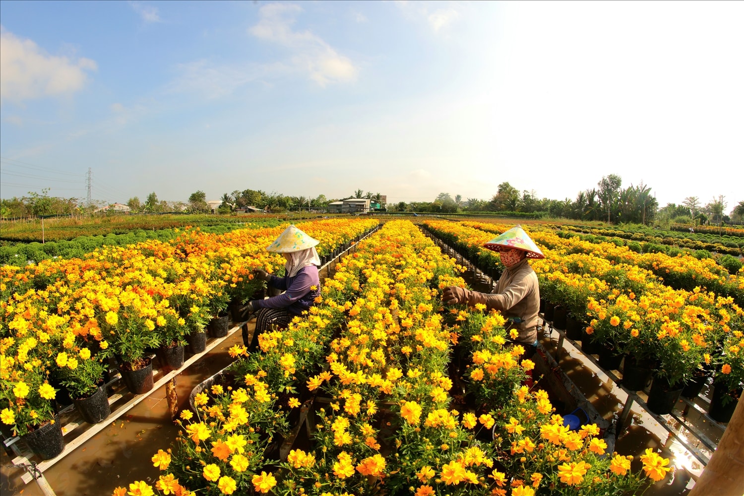 Để chuẩn bị cho ngày hội lớn, nghệ nhân và nông dân miệt mài chăm chút từng luống hoa, giỏ kiểng, chỉnh trang cảnh quan. Những thảm hoa đa sắc được tạo nên từ hơn 100 giống hoa khác nhau trải dài khắp làng hoa, mang đến không gian sinh động, rực rỡ.