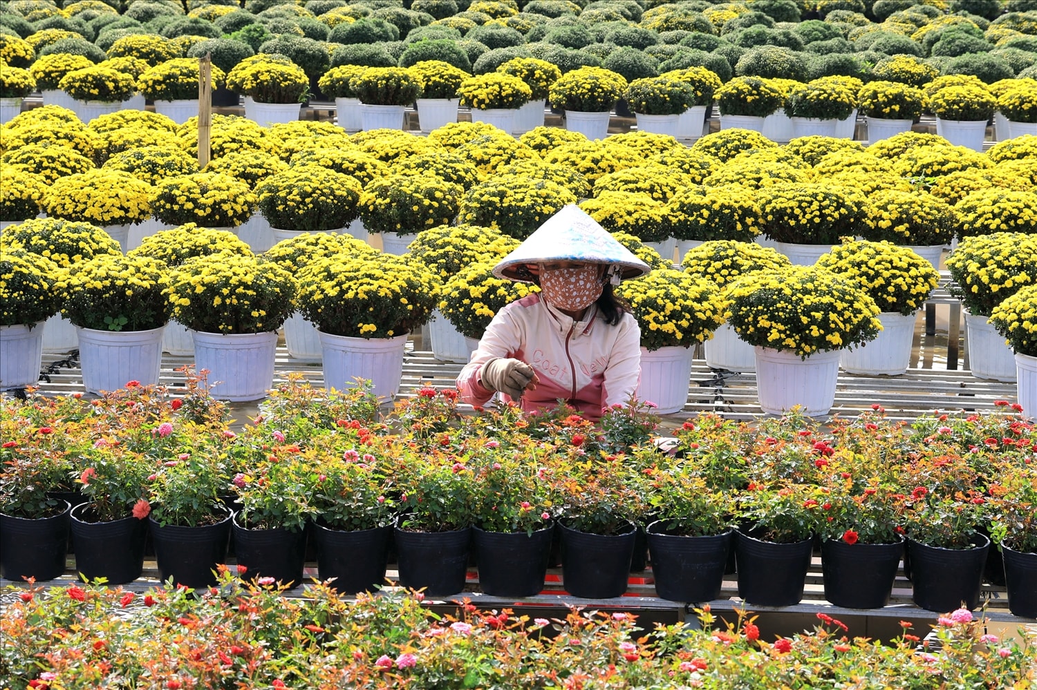 Nhằm phục vụ Festival hoa lần này và thị trường Tết Nguyên đán Bính Ngọ 2026, tổ hợp tác đã xuống giống hơn 300.000 giỏ hoa với nhiều chủng loại khác nhau. Trong đó, cúc mâm xôi tiếp tục giữ vai trò chủ lực và được phát triển thêm nhiều gam màu mới. Do thời điểm diễn ra Festival và tết cách nhau khá xa nên các nhà vườn phải tính toán kỹ lưỡng lịch xuống giống, xử lý cho hoa nở đúng thời điểm, bảo đảm chất lượng và giá trị thẩm mỹ cao nhất.