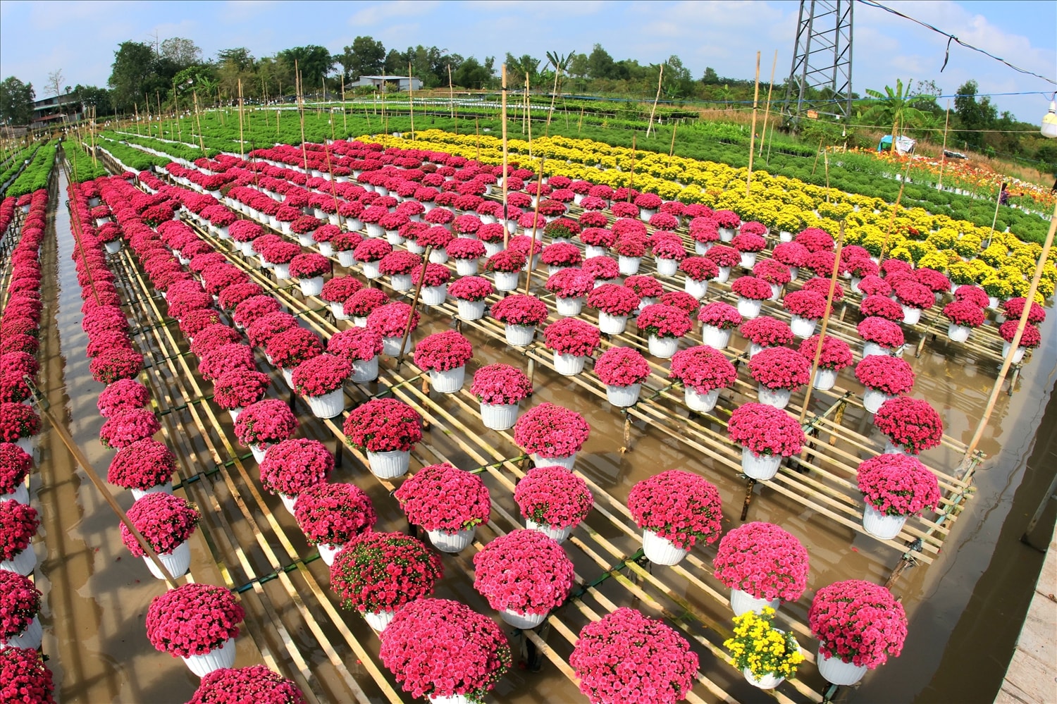 Từ những luống hoa truyền thống phục vụ Tết, người dân Sa Đéc đã tạo dựng nên một làng nghề quy mô, đa dạng chủng loại và mang đậm dấu ấn riêng. Hàng nghìn loài hoa, cây kiểng được trồng trên giàn cao, phía dưới là hệ thống kênh rạch đan xen, tạo nên không gian vừa sinh động vừa độc đáo.