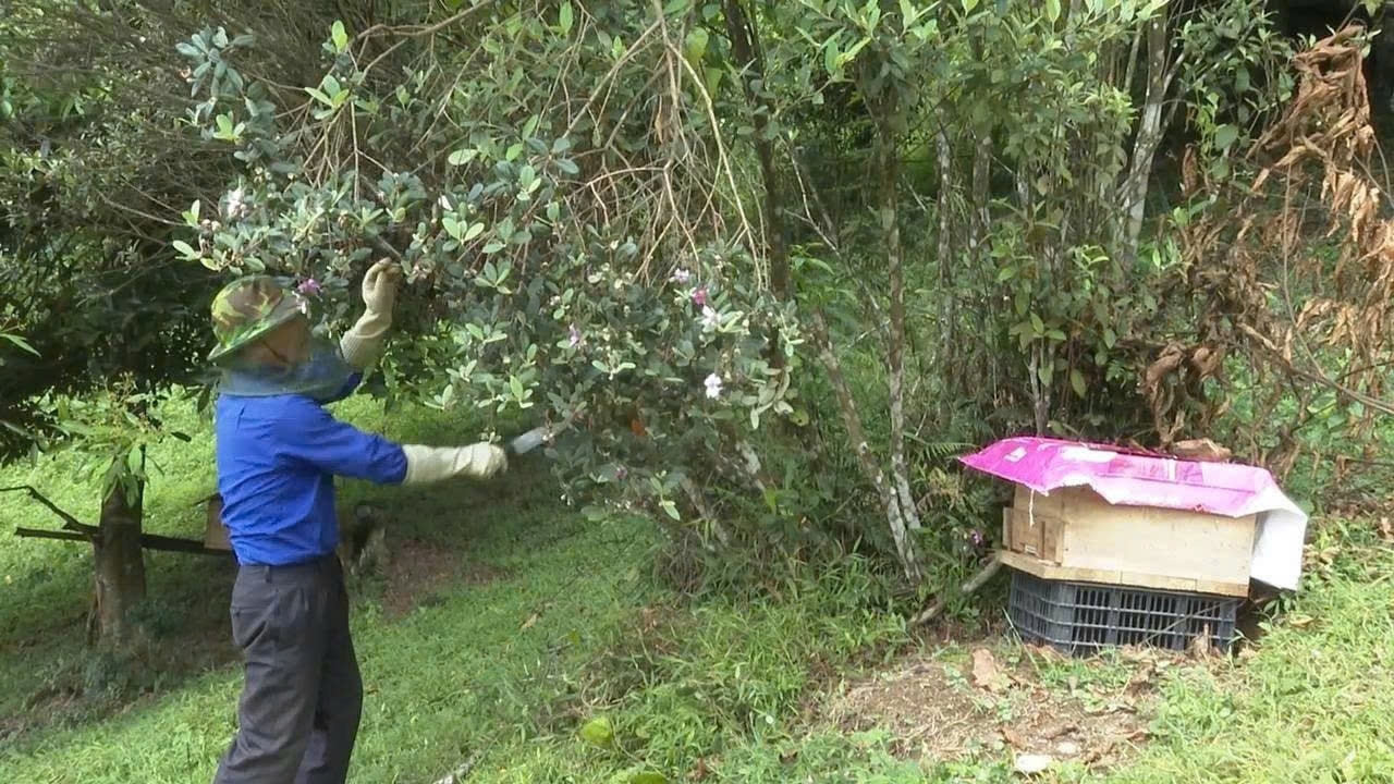 Mô hình  nuôi ong lấy mật trên địa bàn xã Thiện Thuật đã tạo sinh kế và mang lại thu nhập ổn định cho người dân