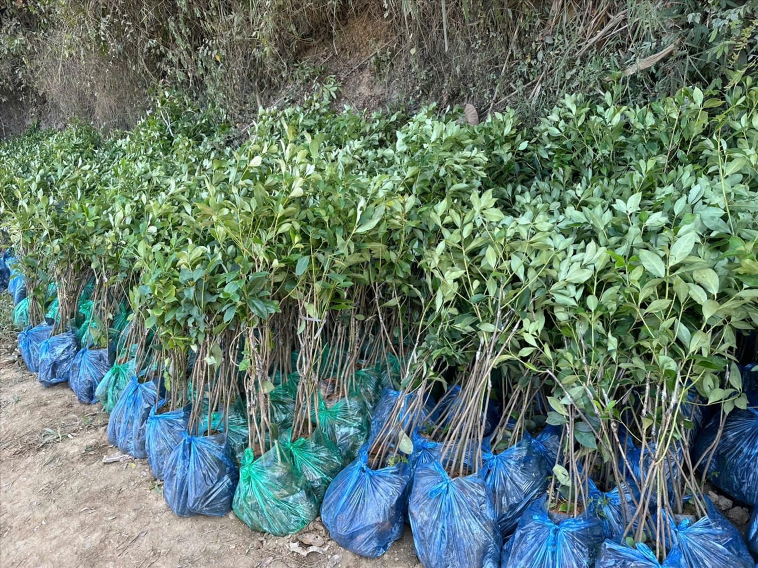 Người được hỗ trợ giống cây trồng để phát triển sản xuất