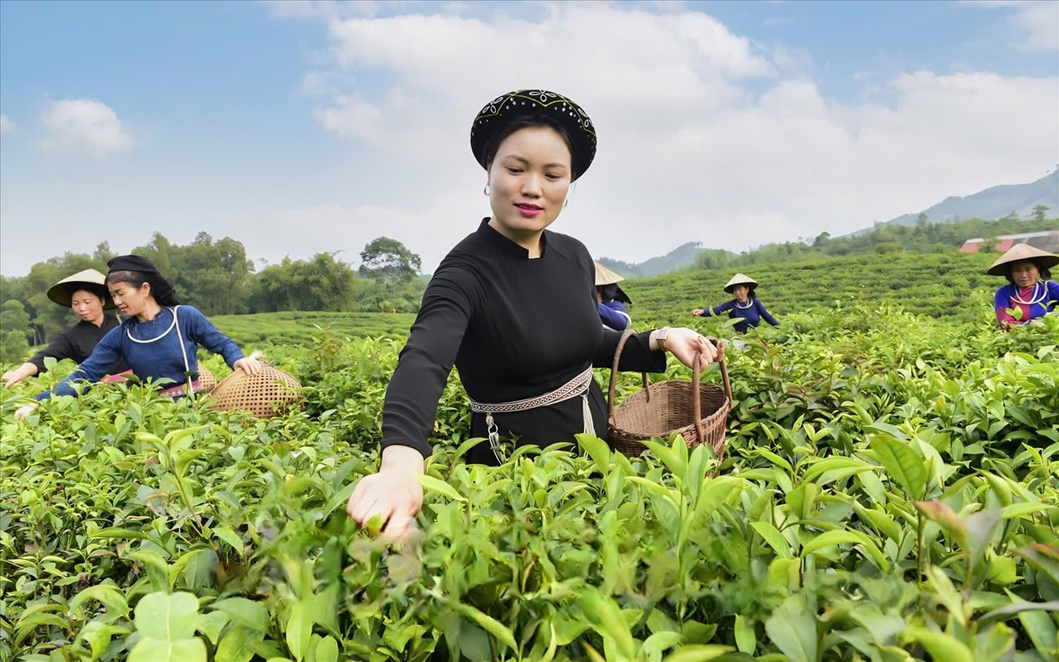 Thu hái sản phẩm chè Thôm Lòa tại thôn Tân Hội (sản phẩm OCCP 3 sao của xã Tân An)