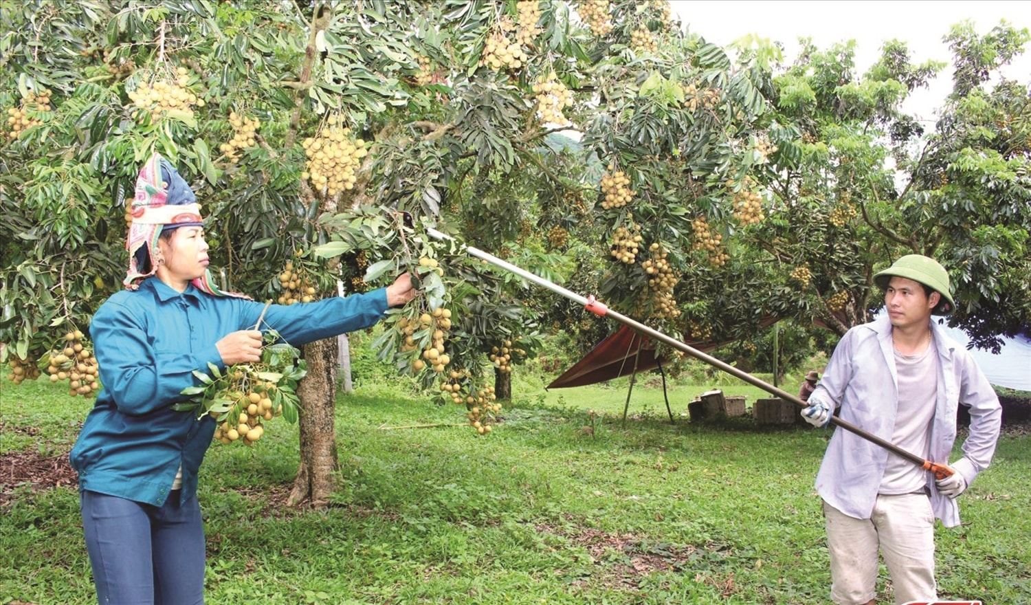 Nông dân vùng Sông Mã, Sơn La thu hoạch nhãn