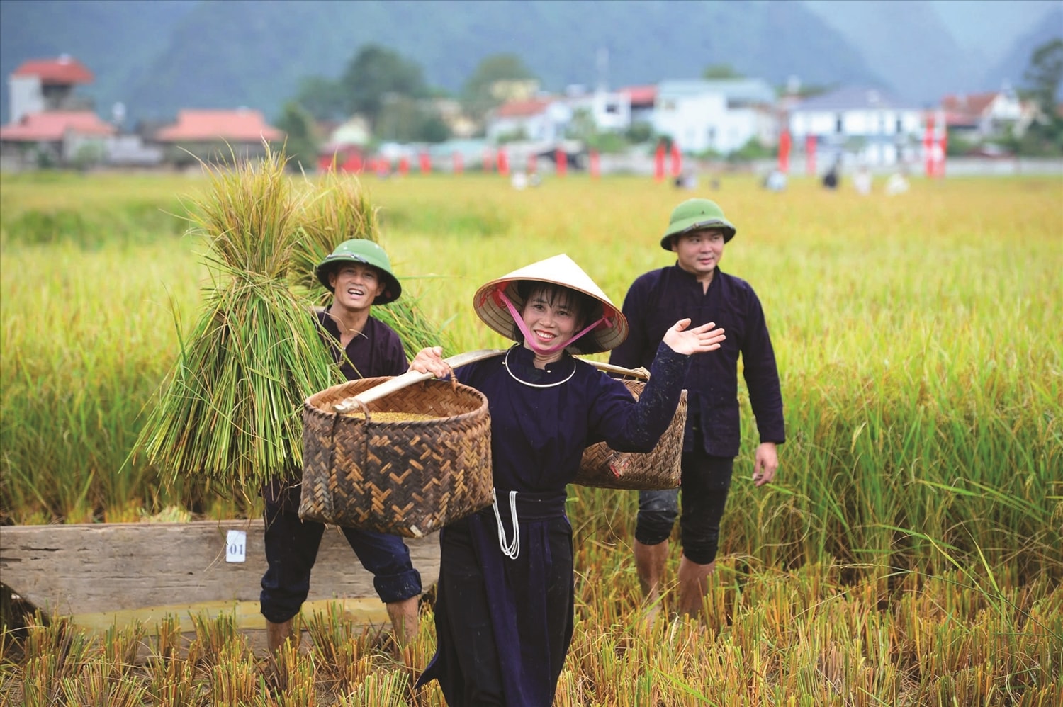 Đến với Quỳnh Sơn du khách có thể ngắm cánh đồng lúa chín,  làm ngói, làm bánh, gặt lúa…