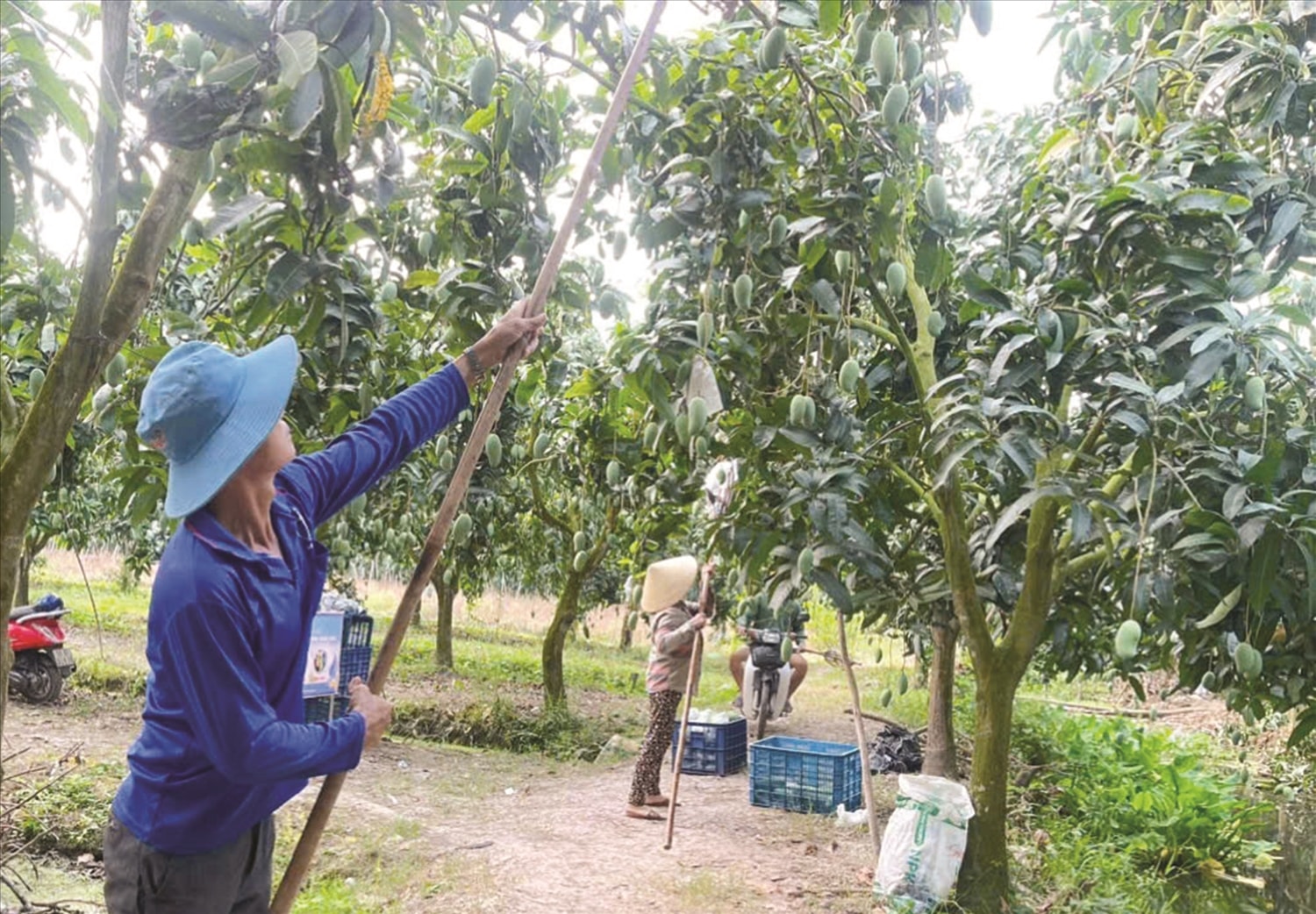 Đẩy mạnh chuyển dịch cơ cấu kinh tế nông nghiệp, Cù Lao Giêng  đã trở thành một thủ phủ xoài xuất khẩu
