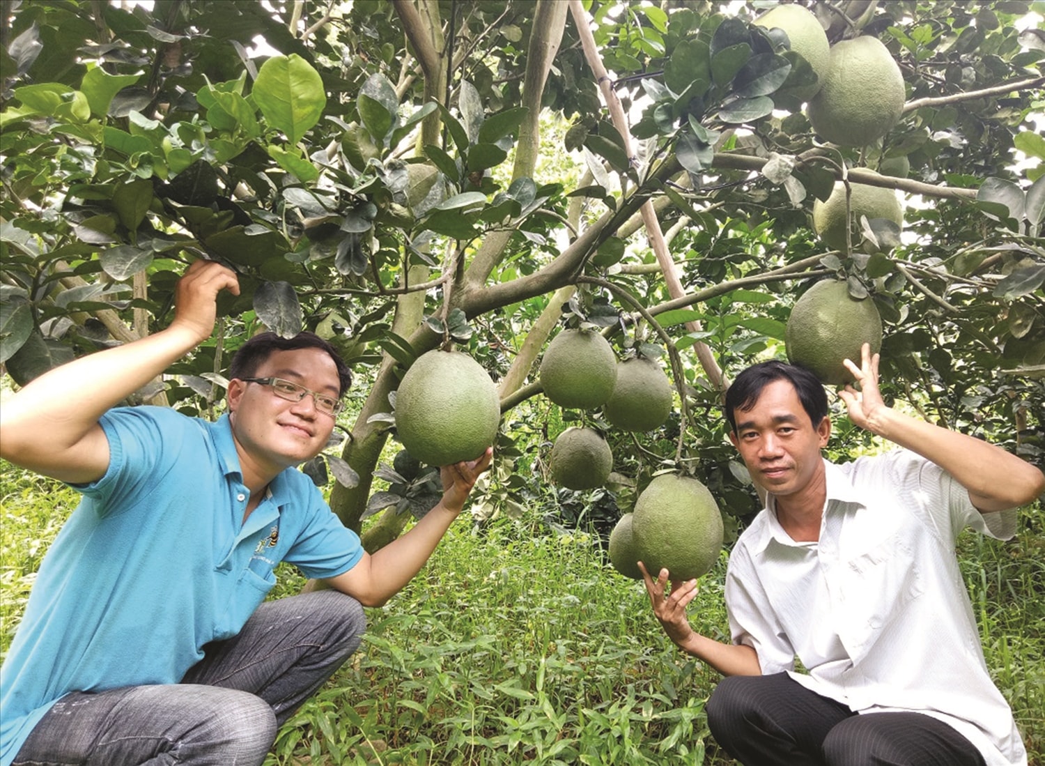 Bưởi da xanh - sản phẩm OCOP ở Đồng bằng sông Cửu Long.  Ảnh TL