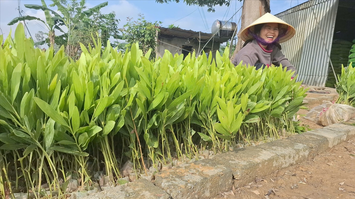 Người dân miền núi Nghệ An đang nỗ lực tái trồng rừng keo sau bão (Ảnh: Phạm Tiến)