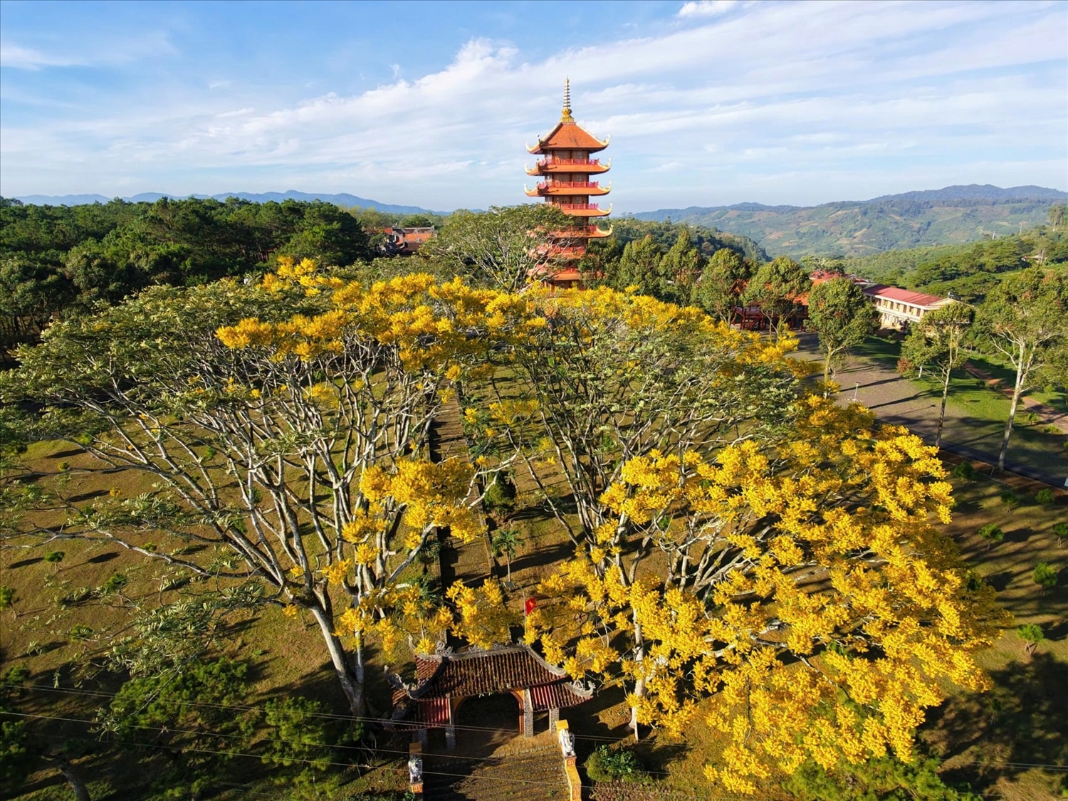 Hoa phượng vàng nở rộ tại Tu viện Bát Nhã, phường 2 Bảo Lộc, tỉnh Lâm Đồng.