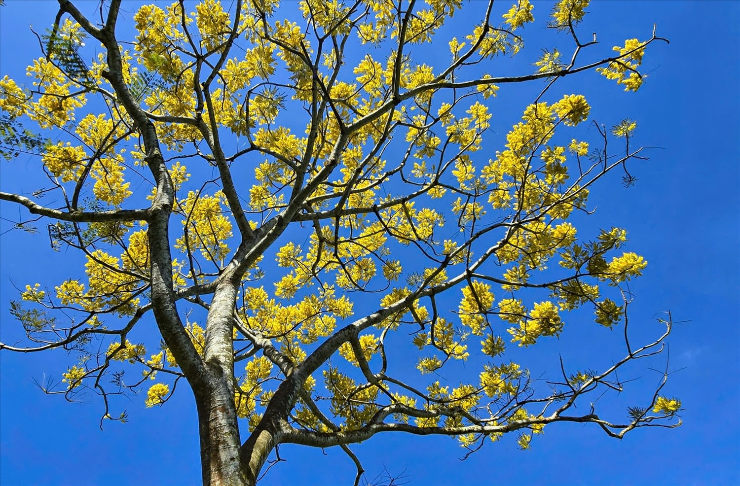Những bông hoa phượng vàng khoe sắc