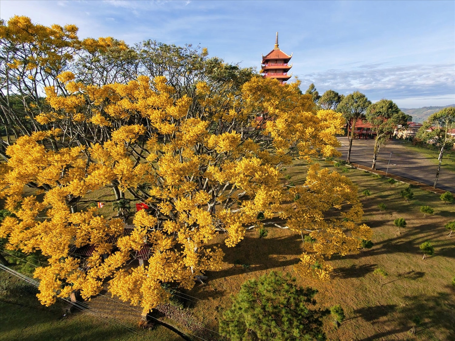 Nếu như phượng đỏ, phượng hồng là âm thanh của mùa Hè, thì loài hoa phượng vàng ở cao nguyên Bảo Lộc, lại là “sứ giả” của mùa Xuân