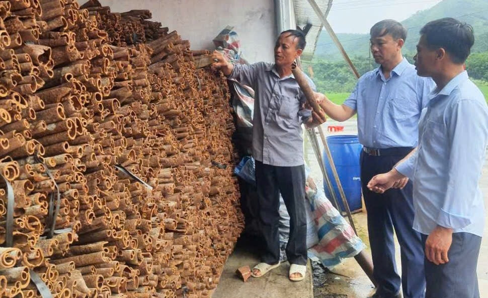 Quế Quảng Tân có hàm lượng tinh dầu và dược tính cao