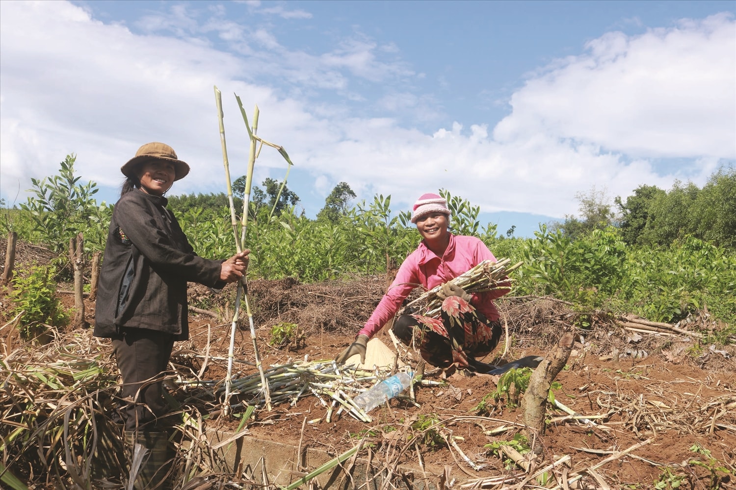 Người dân buôn Thung vào vụ trồng “cỏ voi” cho bò - Ảnh: H.H.THẾ.