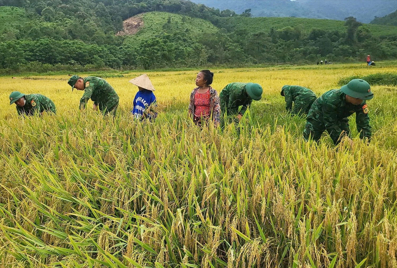 BĐBP Quảng Trị giúp đồng bào Chứt ở bản Ka Ai, xã Dân Hóa thu hoạch lúa