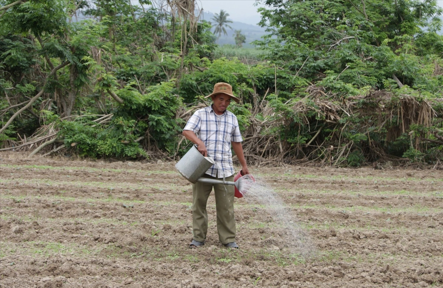 Những luống rau đang nảy mầm mang theo hy vọng mới cho người dân vùng lũ 