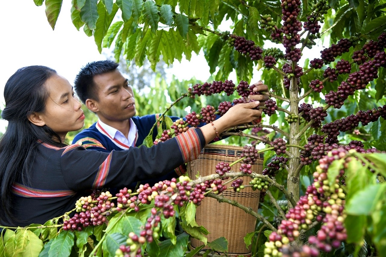 Xã vùng cao Ia Phí chuyển đổi cây trồng, vật nuôi theo hướng hữu cơ, an toàn hướng đến 