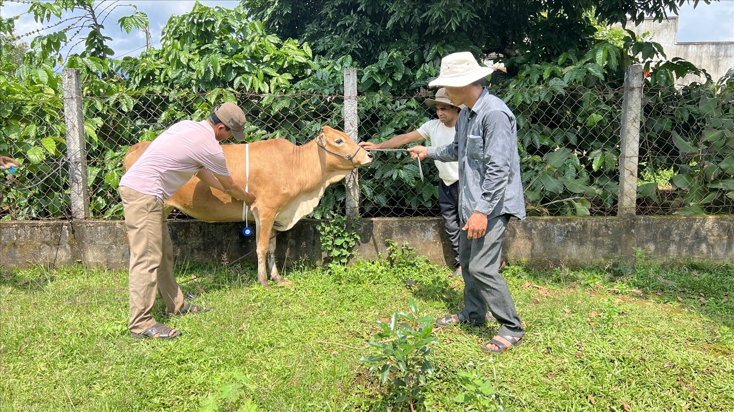 Đồng bào DTTS tại xã Ia Phí thoát nghèo nhờ chăn nuôi tốt đàn bò sinh sản