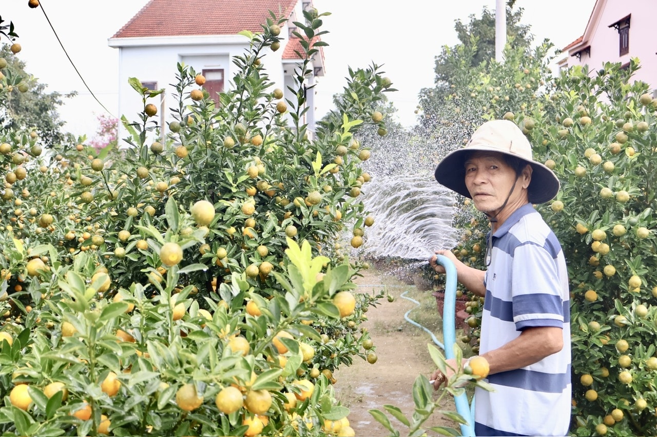 Ông Nguyễn Văn Thàn vui mừng vì quất cảnh năm nay được giá. (Ảnh H.Trường)