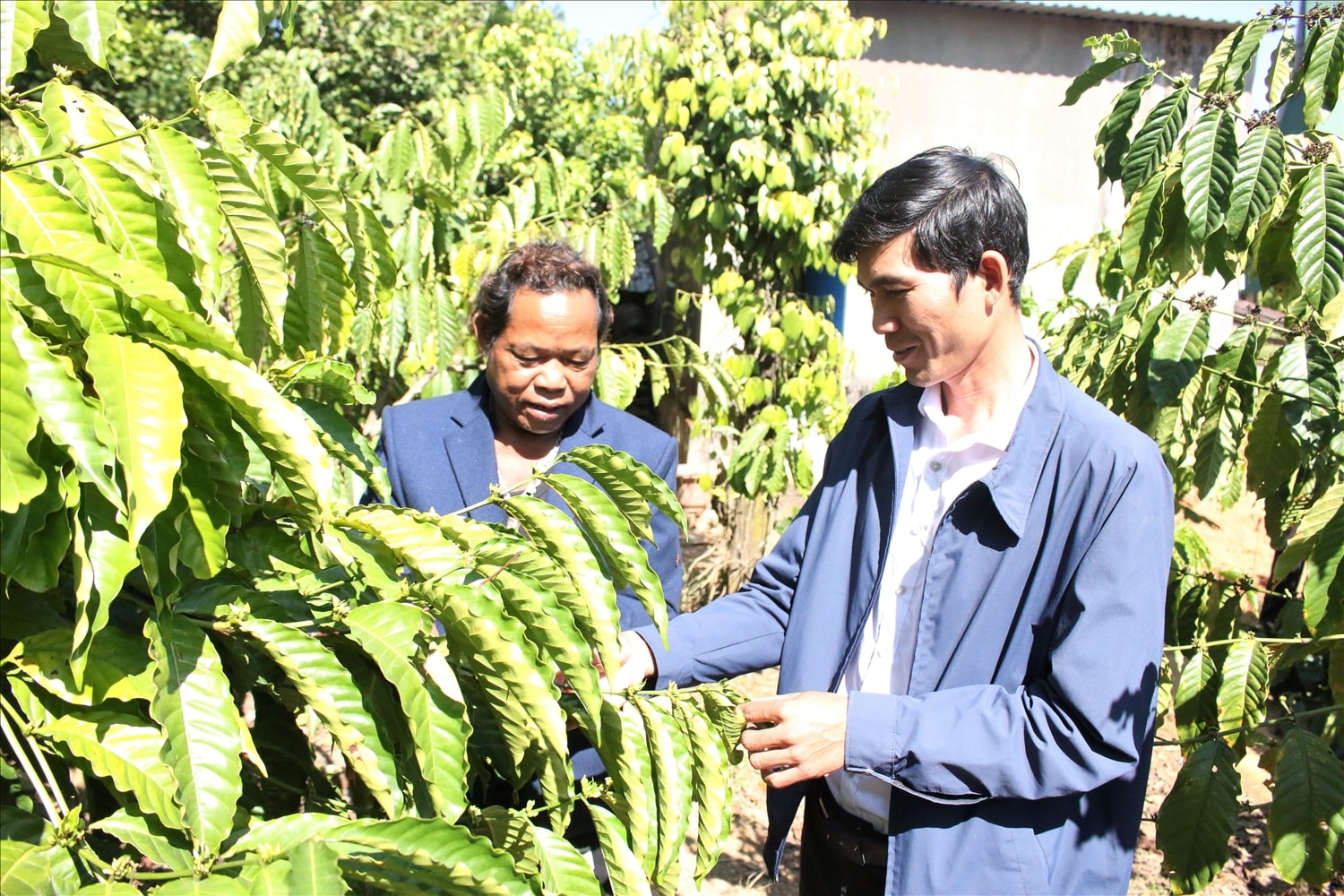 Anh A Glaoh (bên phải), Bí thư Chi bộ kiêm Trưởng thôn Khơk Klong, xã Rờ Kơi thường xuyên tuyên truyền, hướng dẫn người dân cách chăm sóc cây cà phê. (Ảnh: Ngọc Chí)