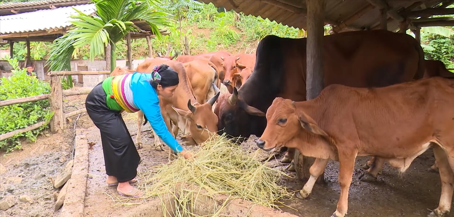 Người dân vùng đồng bào DTTS tỉnh Thanh Hóa chủ động chăm sóc đàn vật nuôi trong những ngày giá rét.