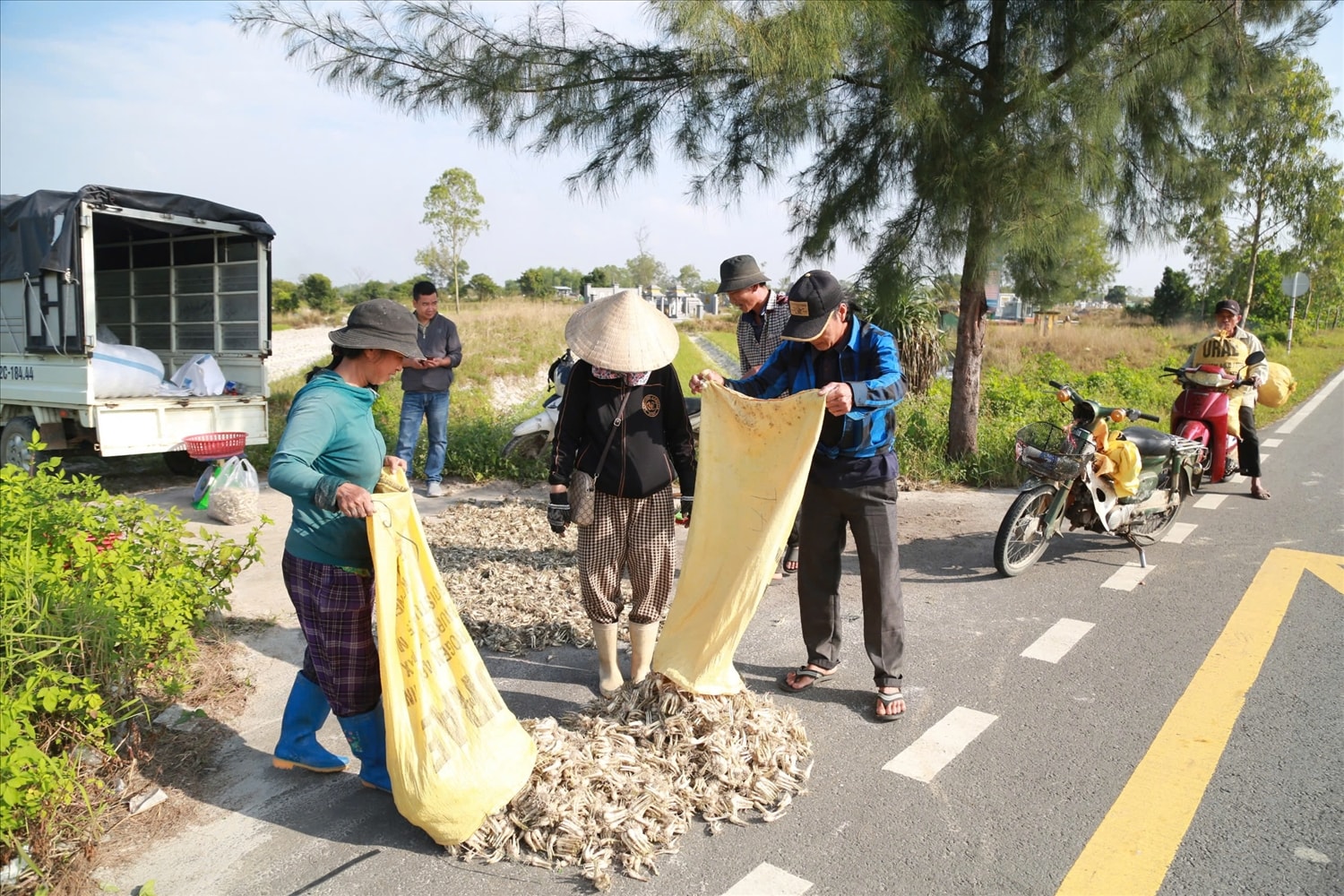 Người dân tập kết kiệu để bán cho thương lái. (Ảnh ST)