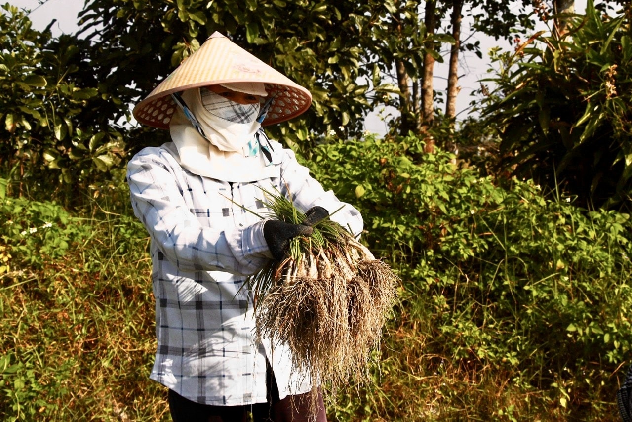 Tranh thủ những ngày nắng, nông dân thu hoạch kiệu để bán cho thương lái. (Ảnh ST)