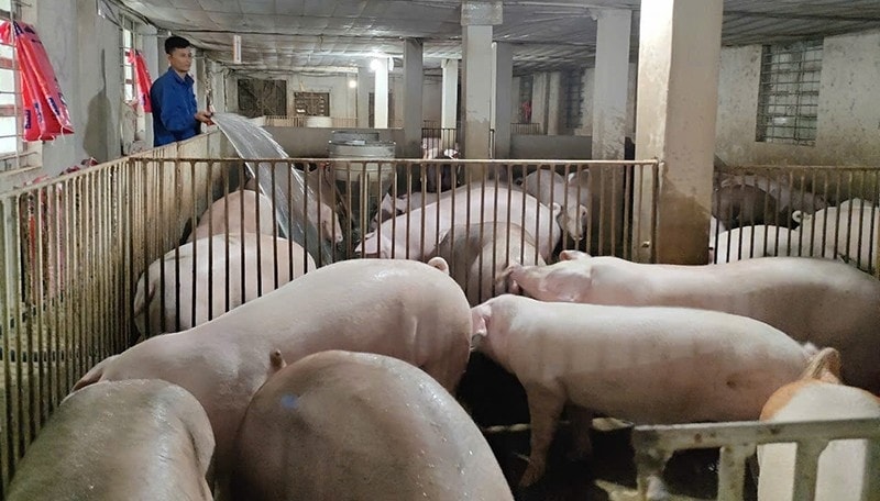 Thanh Hóa hoàn thành công bố hết dịch tả lợn châu Phi tại 132 xã, phường. (Ảnh minh họa)