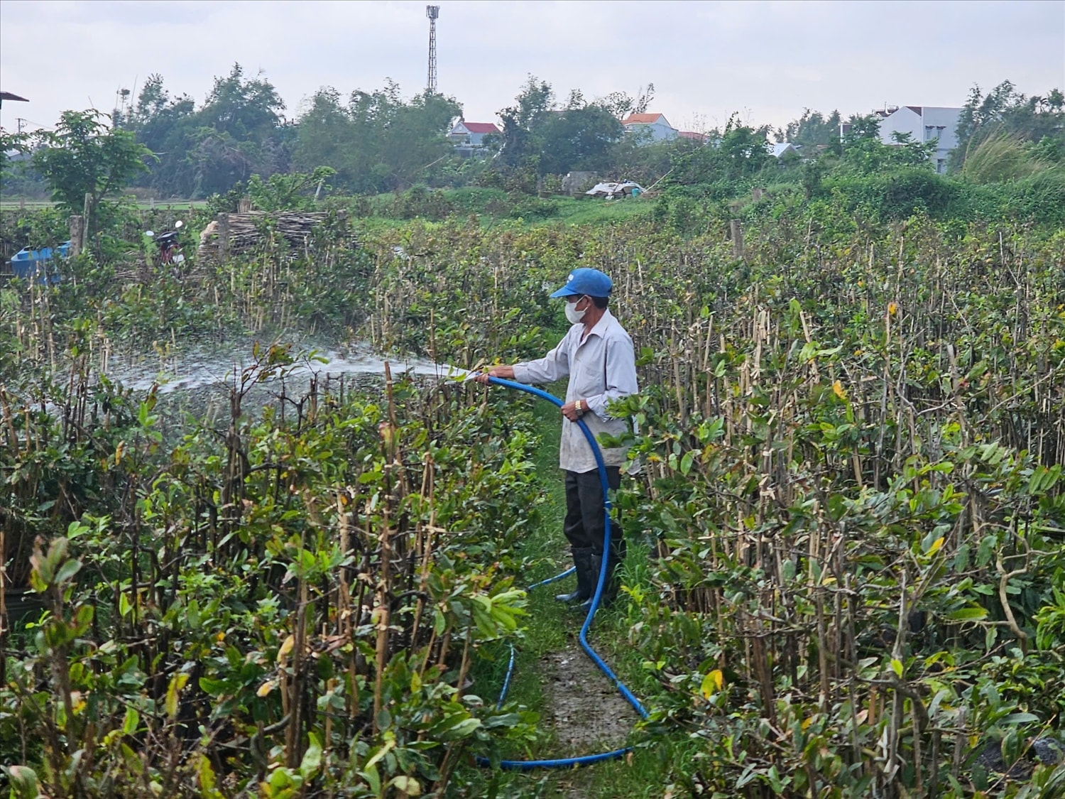 Người dân tưới nước cho những cây mai không đạt yêu cầu, chờ mùa vụ năm sau. (Ảnh: T.N)