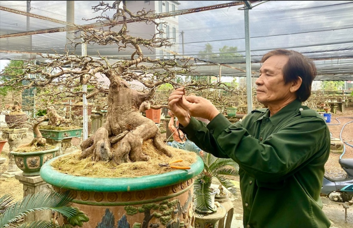 Một cây mai bonsai đẹp ở thủ phủ mai vàng. (Ảnh: T.N)