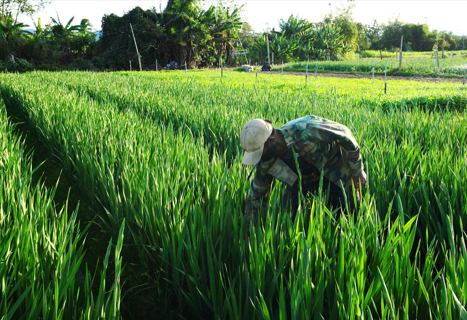 Những luống hoa huệ chuẩn bị ra bông.
