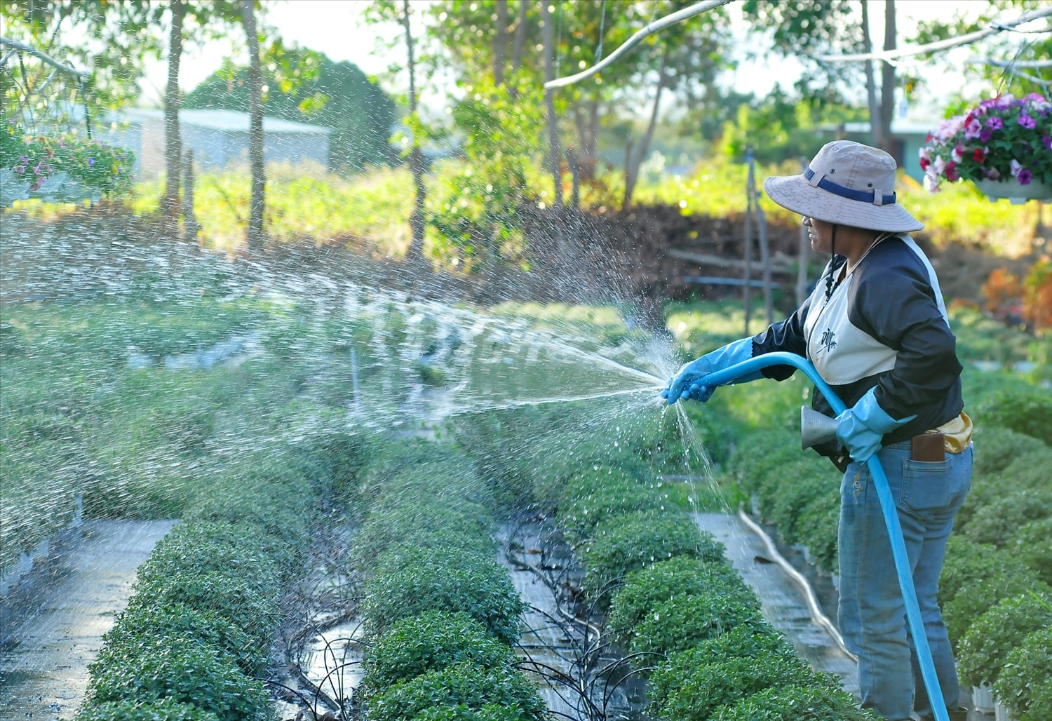 Tưới nước cho những chậu cúc mâm xôi.